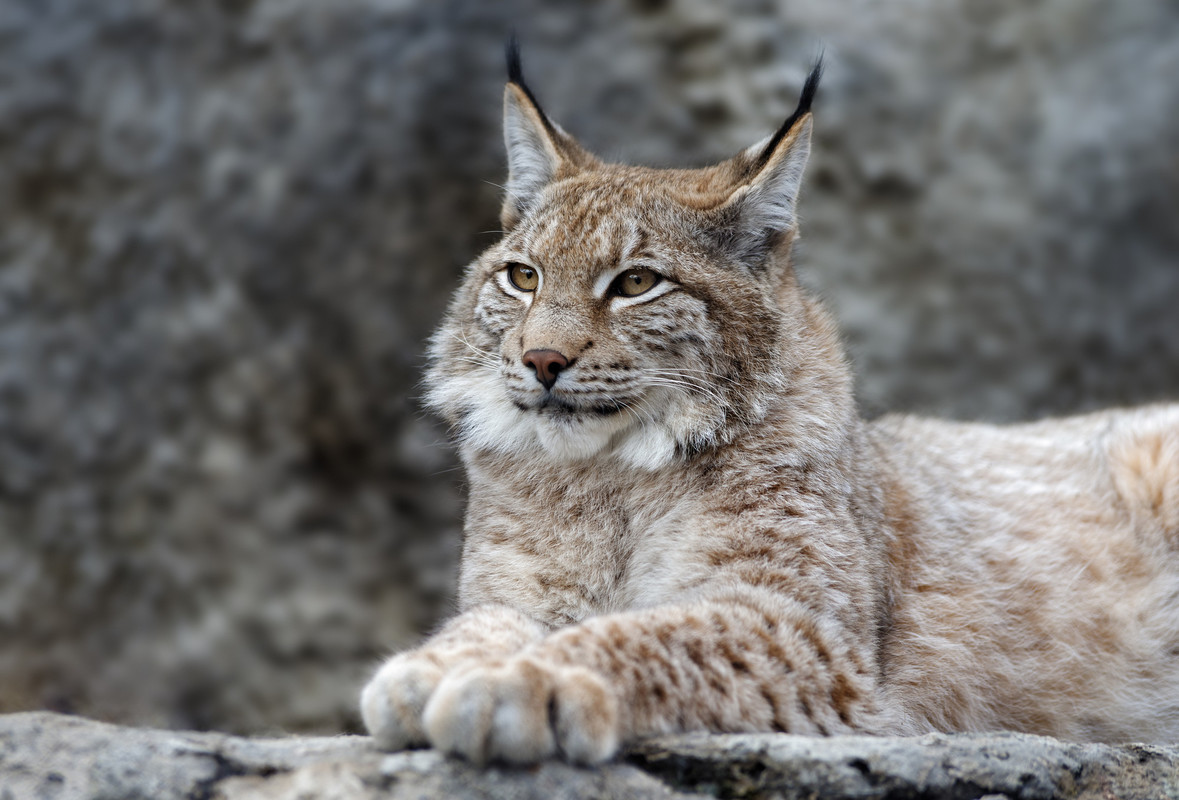 Canada Lynx Endangered Species Coalition