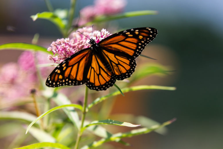 Monarch Butterflies - Endangered Species Coalition