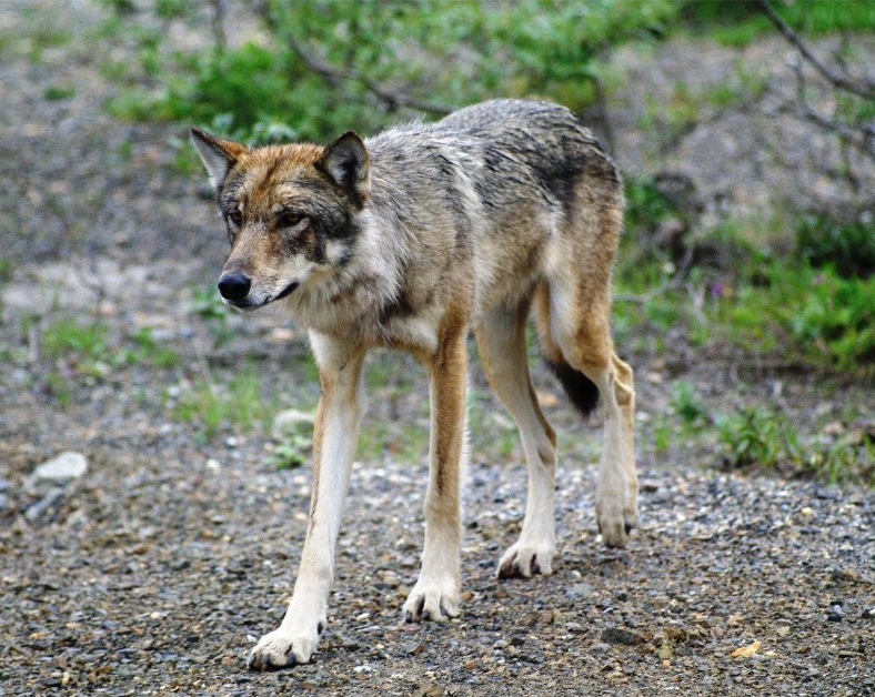 Idaho Documents Reveal Weeks-old Wolf Pups Among 570 Maimed