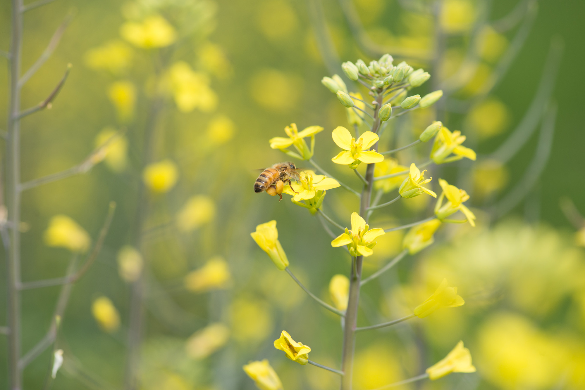 Be a protector of wildlife with your support of the Pollinator