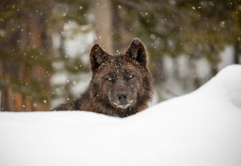 Protect America S Wolves Endangered Species Coalition