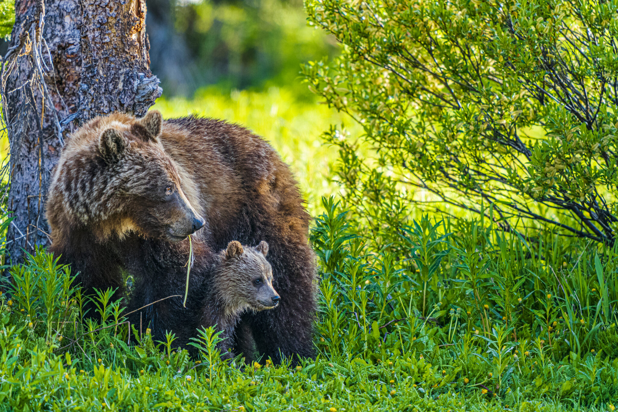 What Everyone Can Do to Protect Endangered Species - Endangered Species