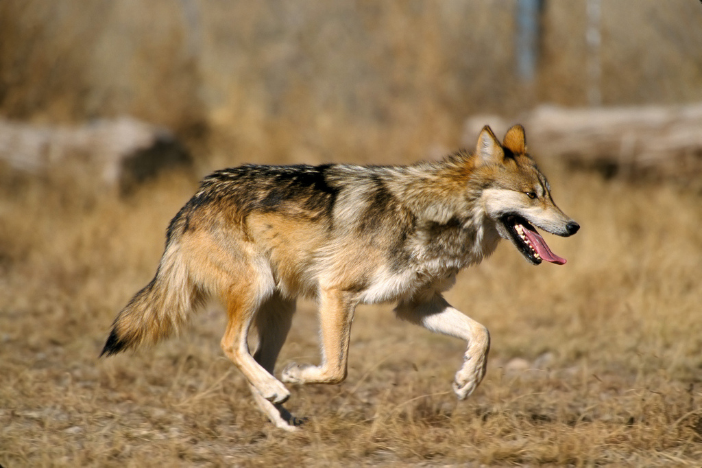 Conservationists have fun lobo cross-fostering successes however issues stay about genetic disaster