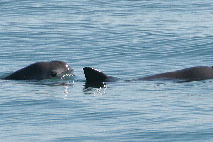 U.S. Trade Complaint Challenges Mexico’s Vaquita Protection Failures ...