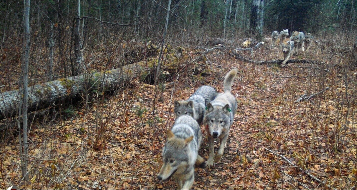 Protect America's Wolves - Endangered Species Coalition