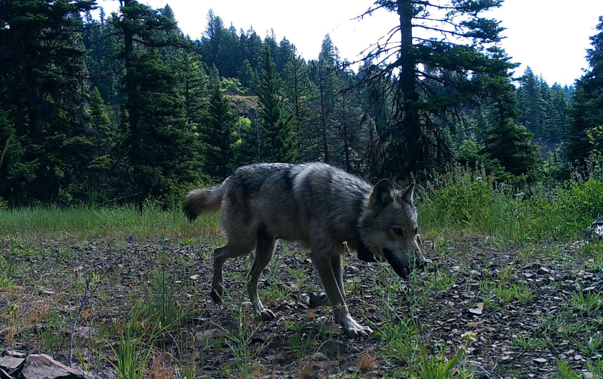 WDFW Responds To Inslee's Kettle Range Wolf Management Request 