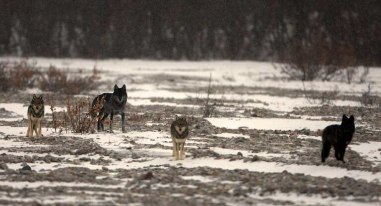 Protect America's Wolves - Endangered Species Coalition