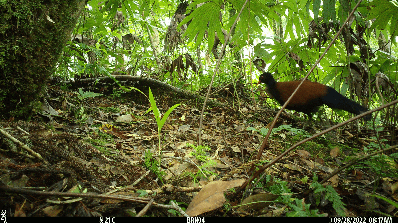 Large pigeon lost to science for 140 years rediscovered in Papua New