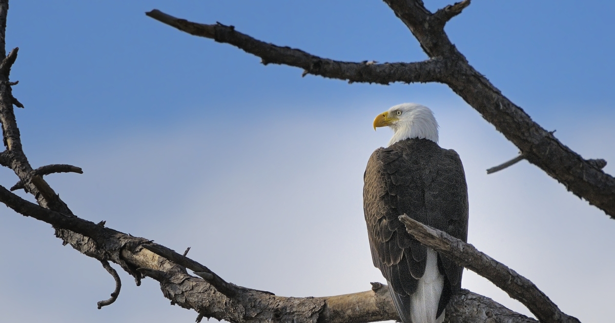 Celebrating 50 Years Of Endangered Species Act Success - Endangered ...