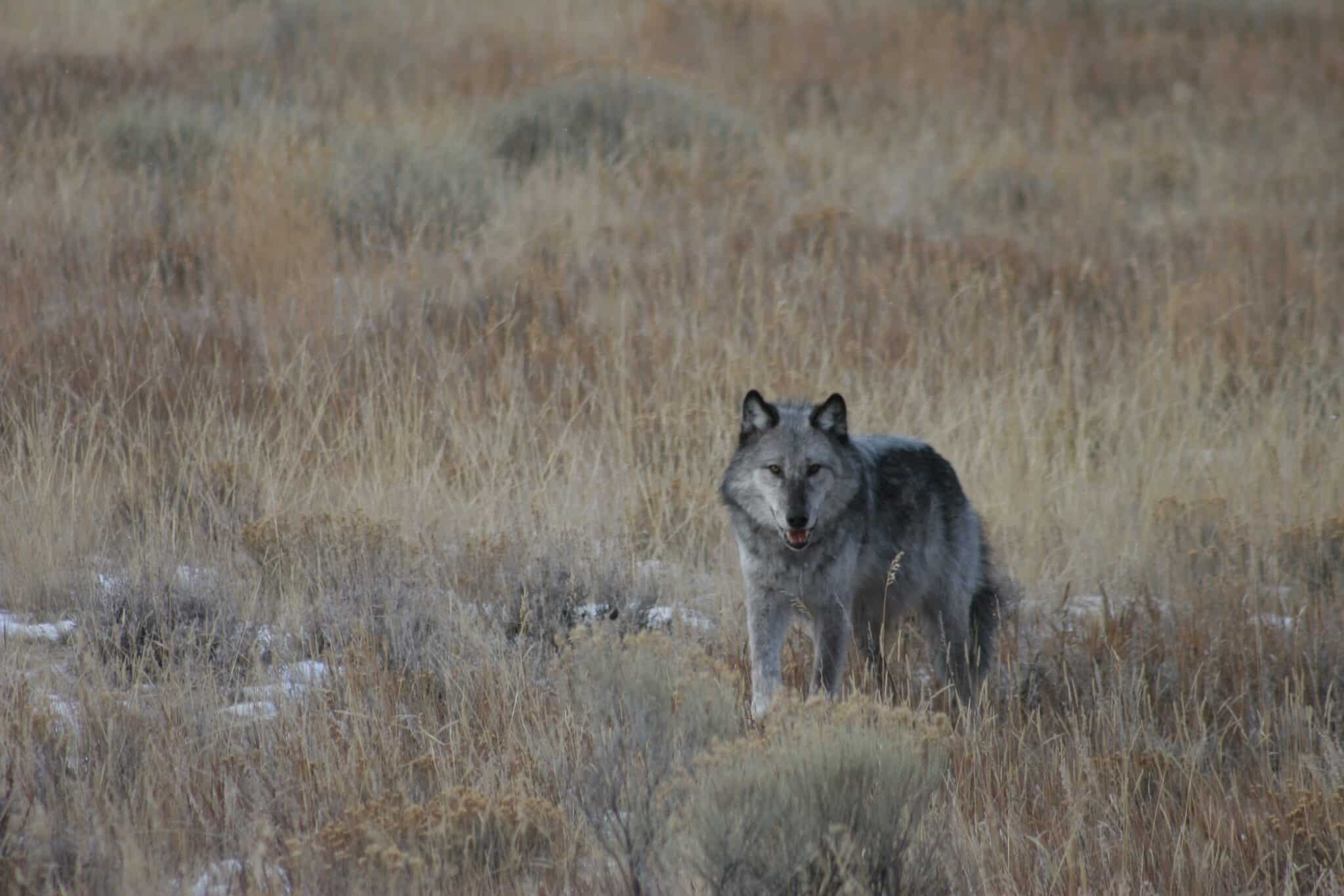 Tell Congress to reject Representative Boebert's and Senator Baldwin's