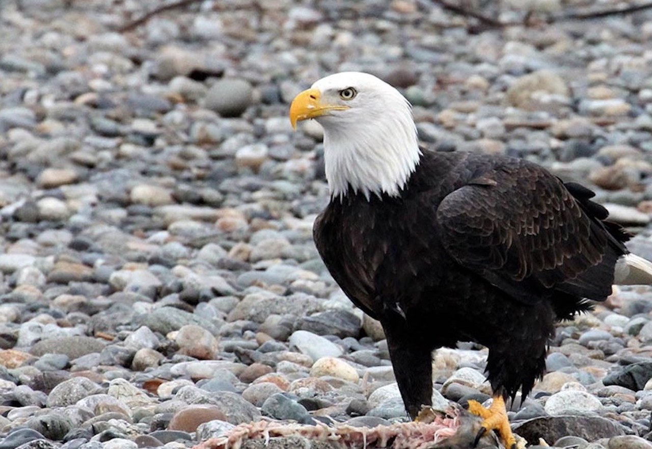 Remarkable assault at the Endangered Species Act: Inform Senators King and Klobuchar that their votes are unacceptable