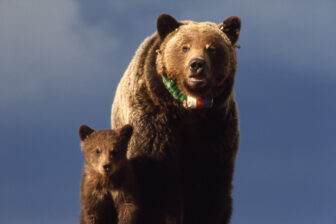 Bear and cub facing viewer against blue sky