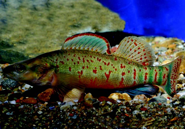 Kentucky Arrow Darter | Endangered Species Coalition