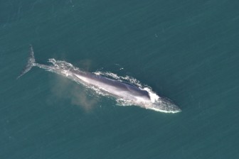 Finback Whale | Endangered Species Coalition