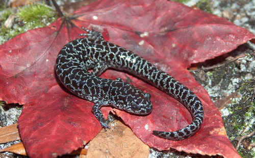 salamander flatwoods endangered frosted reticulated species facts habitat